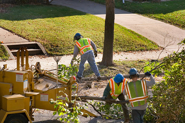 Best Tree Trimming and Pruning  in Sun City Center, FL